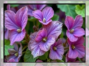 Ciemnoróżowe, Drobne, Kwiaty, Zbliżenie