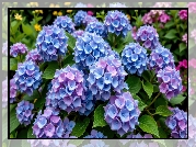 Hortensja, Niebiesko-fioletowe, Kwiaty, Listki, Krzew