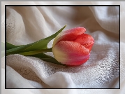 Jasnoczerwony, Tulipan, Materiał, Biały, AI