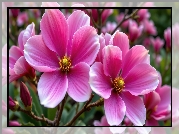 Dwa, Różowe, Kwiaty, Grafika AI