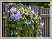 Powojnik, Kwiaty, Pnącze, Płot