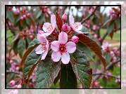 Kwiaty, Drzewo owocowe, Liście, Grafika AI