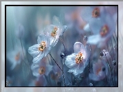 Zawilce, Kwiaty, Grafika AI