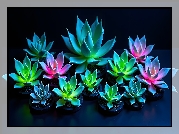 Sukulenty, Eszeweria, Rośliny