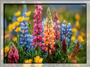 Kolorowe, Kwiaty, Łubin