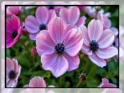 Zawilce, Fioletowe, Różowe, Kwiaty, Zbliżenie