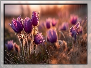 Fioletowe, Sasanki, Kwiaty, Trawa, Grafika AI