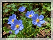 Rozwinięte, Niebieskie, Kwiaty