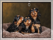 Psy, Szczeniaki, Trzy, Cavalier king charles spaniel, Bańka