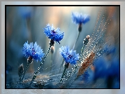 Chabry, Kłosy, Niebieskie, Kwiaty, Zboże, Grafika AI