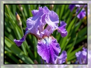 Irys, Fioletowy, Kwiat, Liście