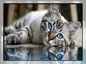 Kot, Niebieskie, Oczy, Grafika AI