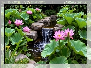 Ogród, Kwiaty, Różowe, Lotosy, Liście, Kaskada, Kamienie, Rośliny