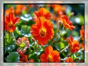 Pomarańczowe, Kwiaty, Liście, Grafika AI