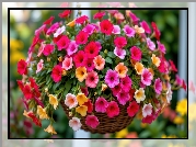 Kolorowe, Kwiaty, Surfinia, Koszyk