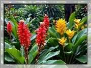 Kwiaty, Czerwone, Żółte, Liście