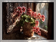 Pelargonie, Czerwone, Kwiaty, Okiennica, Okno, Donica, Grafika AI