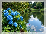 Staw, Kwiaty, Niebieskie, Hortensje, Zieleń, Park