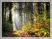 Las, Drzewa, Liście, Krzewy, Przebijające światło