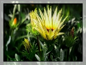 Kwiat, Gazania, Pąki