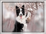 Biało-czarny, Pies, Border collie, Okwiecone, Gałązki