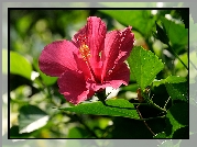 Kwitnący, Hibiskus, Liście