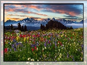 Chmury, Góry Tatoosh Range, Drzewa, Lato, Łąka, Kwiaty, Zachód słońca, Park Narodowy Mount Rainier, Stan Waszyngton, Stany Zjednoczone
