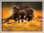 Pies, Chihuahua długowłosa, Liście