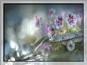 Bodziszek, Kwiaty, Drewniany, Wózek, Bokeh, Grafika AI